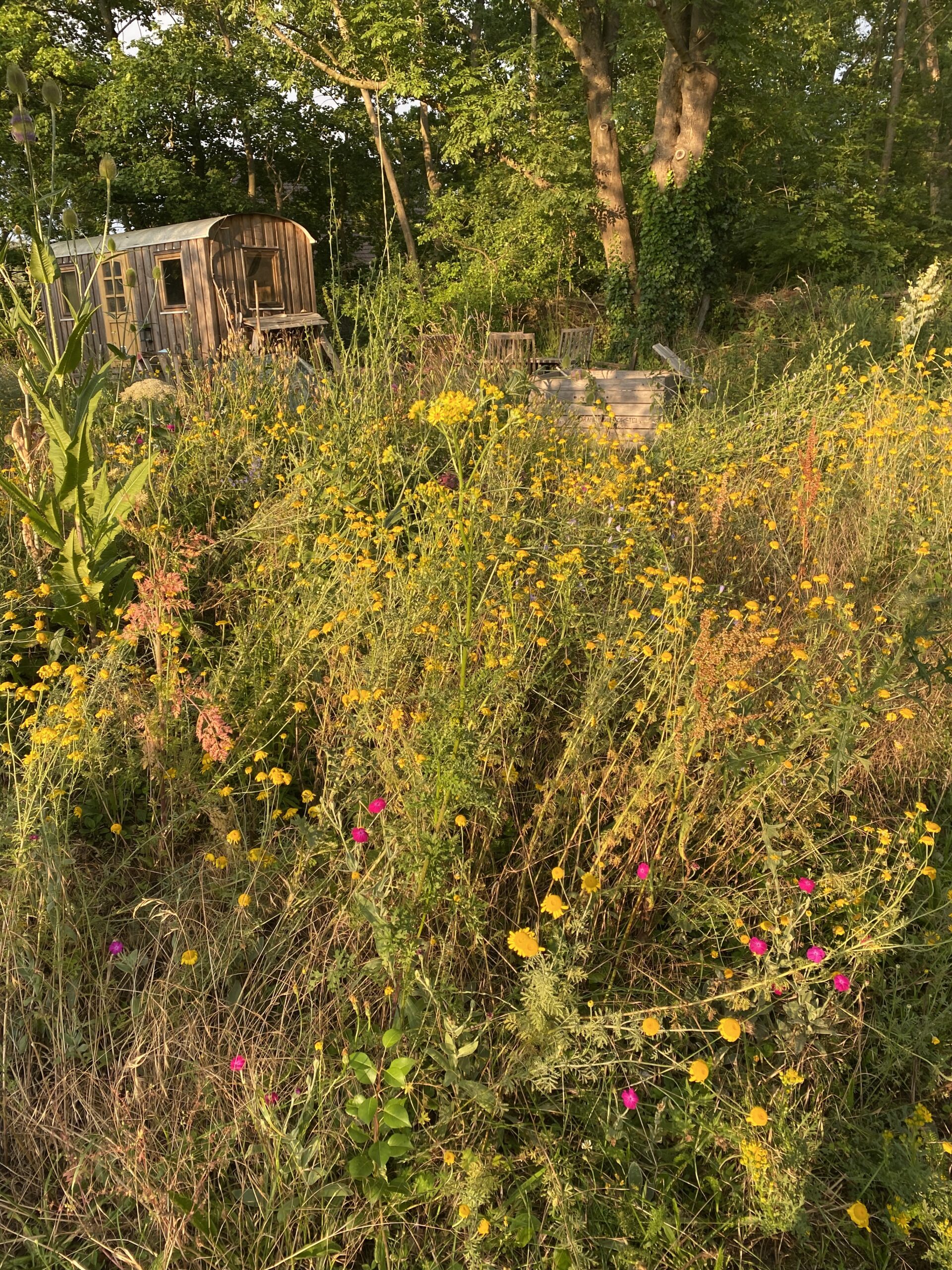 Naturgarten Sommerhaus Alt Jabel am Bauwagen