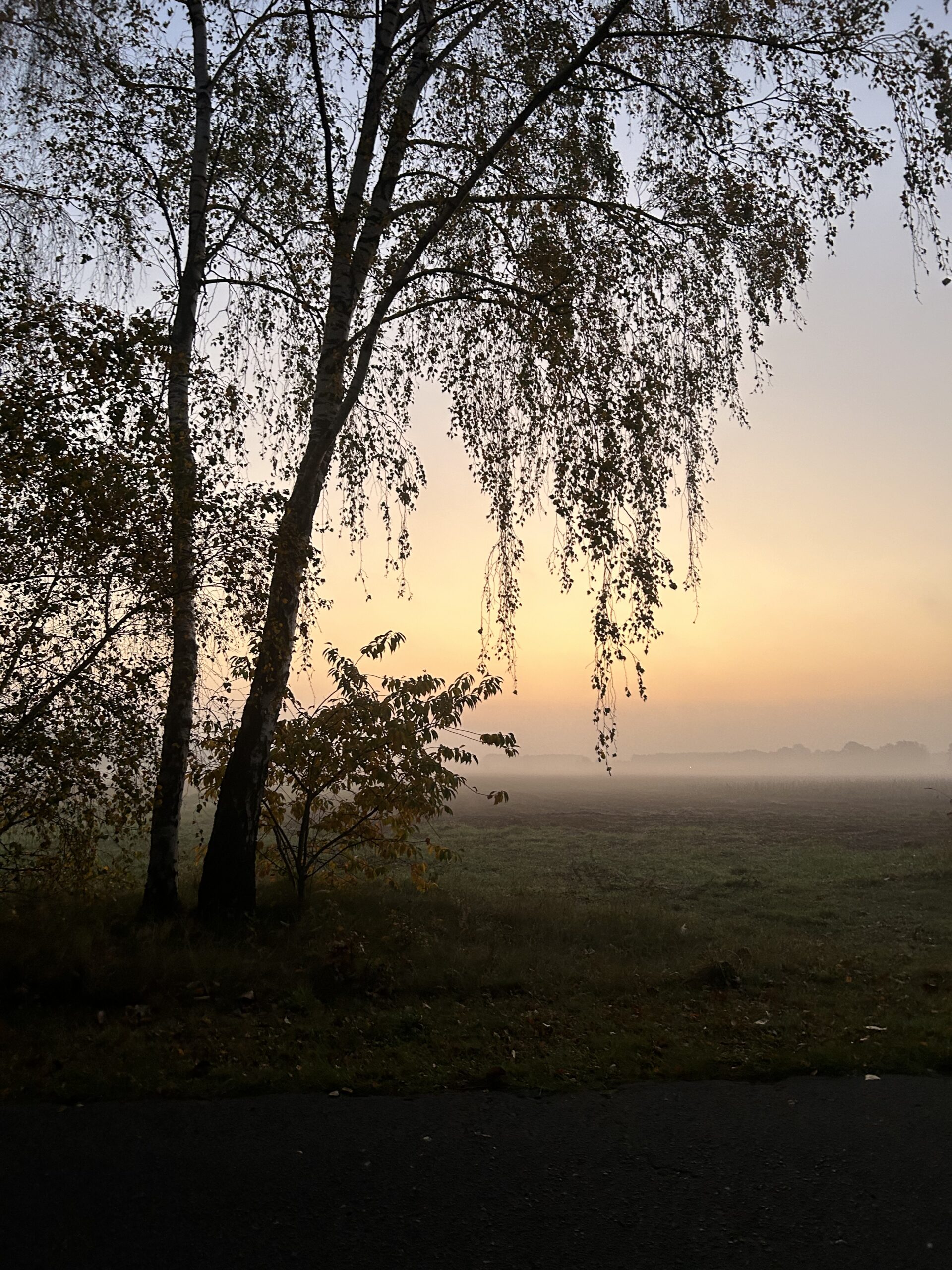 Alt Jabel Wiese