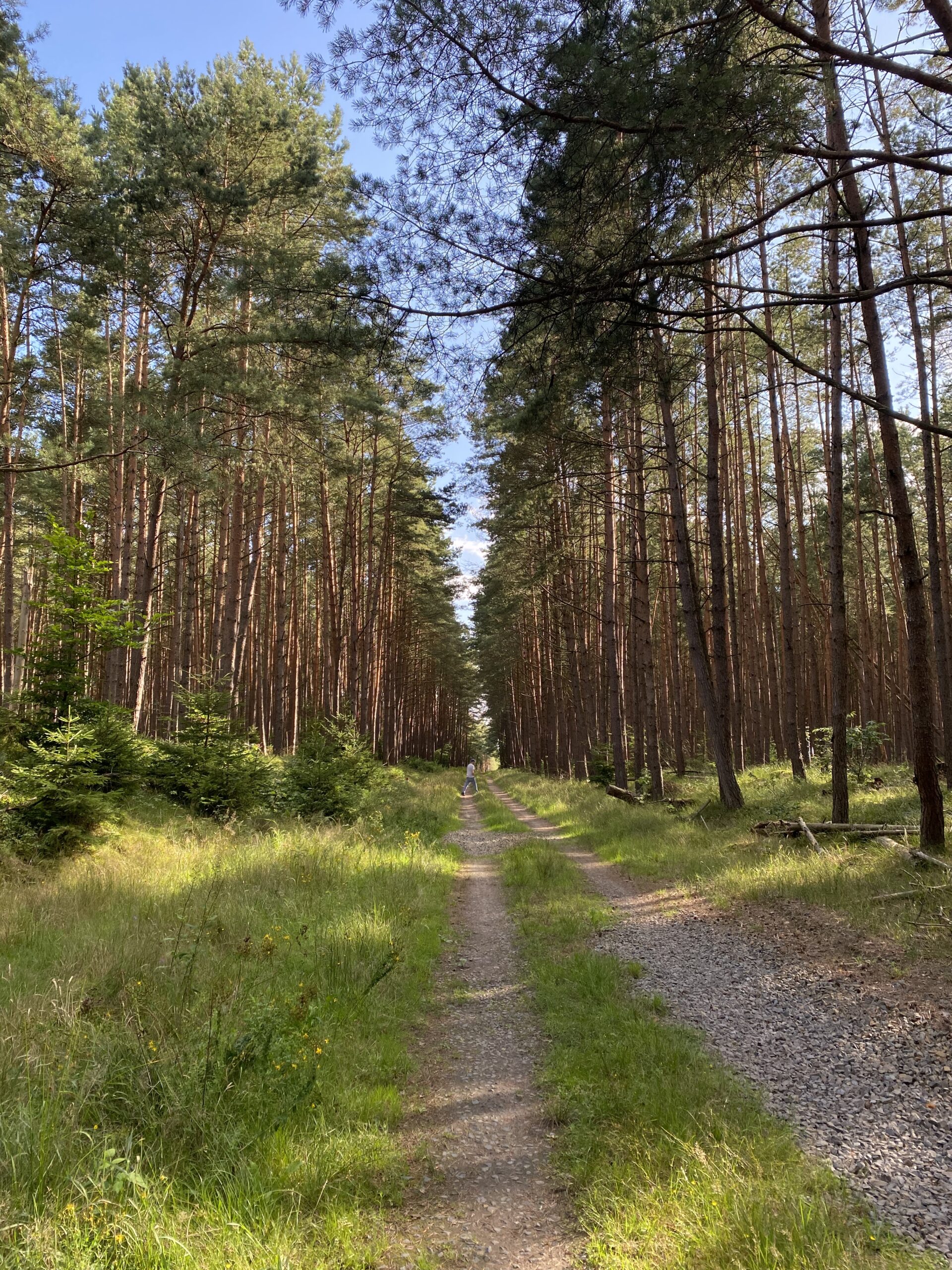 Alt Jabel Waldweg